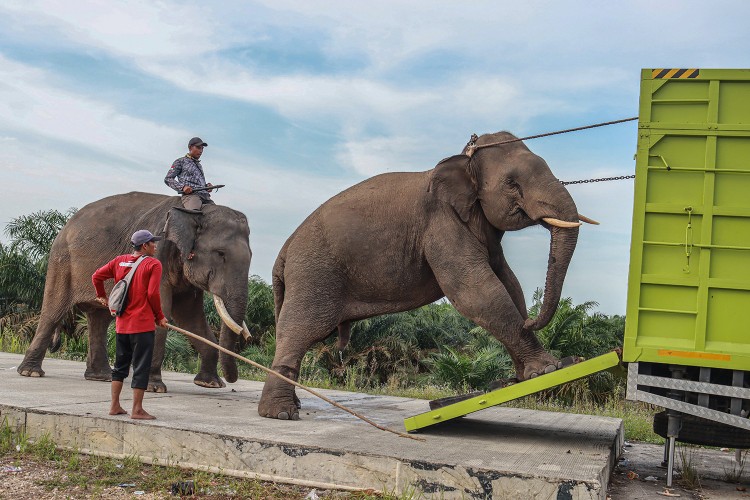 Gajah Sumatera liar masuk permukiman di Pekanbaru dievakuasi BBKSDA Riau (foto/dok-BBKSDA)