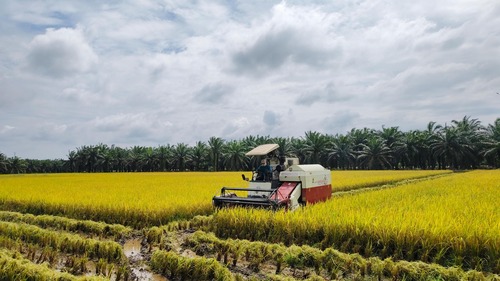 Program Lumbung Pangan Padi yang diinisiasi Baznas Provinsi Riau menghasilkan 12,5 ton gabah. (Foto: Sri Wahyuni)