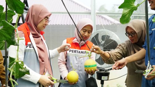 KWT Srikandi Wonosari panen melon hidroponik.(foto: andi/halloriau.com)