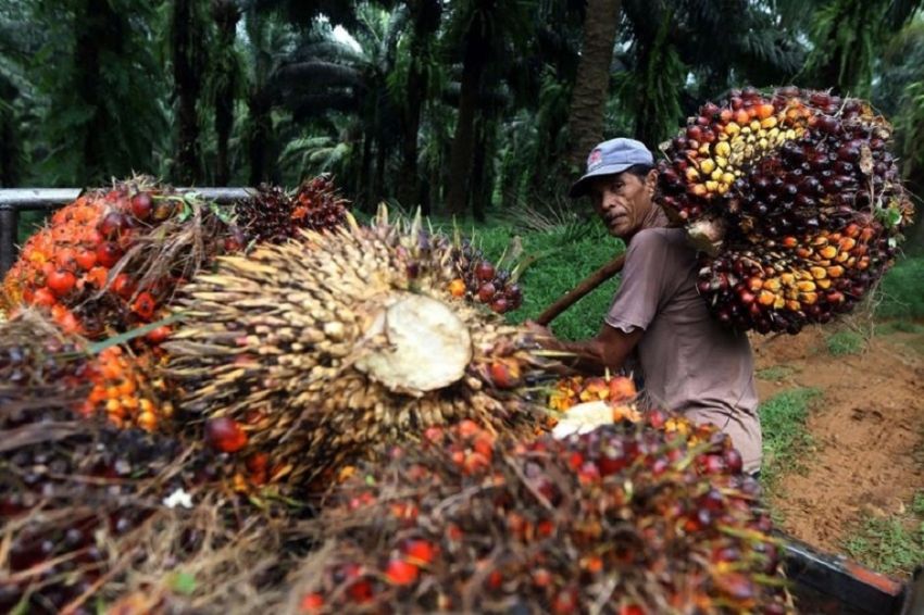 Ilustrasi harga sawit kategori plasma naik di Riau (foto/int)