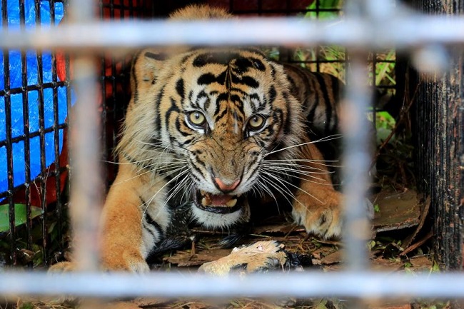 Harimau Sumatera