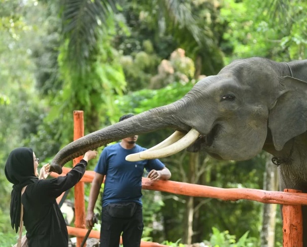 PT Pertamina Hulu Rokan (PHR) mendukung konservasi dan pelatihan gajah, PLG Minas, yang berada di dalam kawasan Tahura Sultan Syarif Hasyim, Kecamatan Minas, Kabupaten Siak, Provinsi Riau.