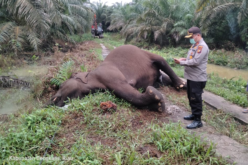 Seekor gajah ditemukan mati di area HPK, Jumat (10/12/2021). 