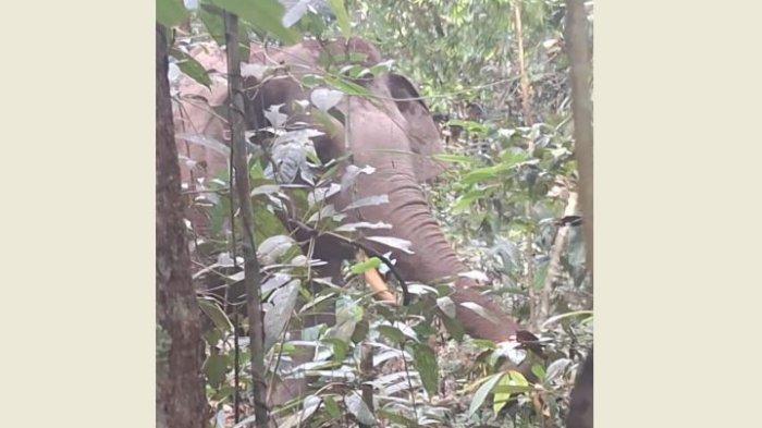 BBKSDA tunggu koordinasi Pemkab Kampar soal penanganan gajah yang merusak sawit (foto/int)
