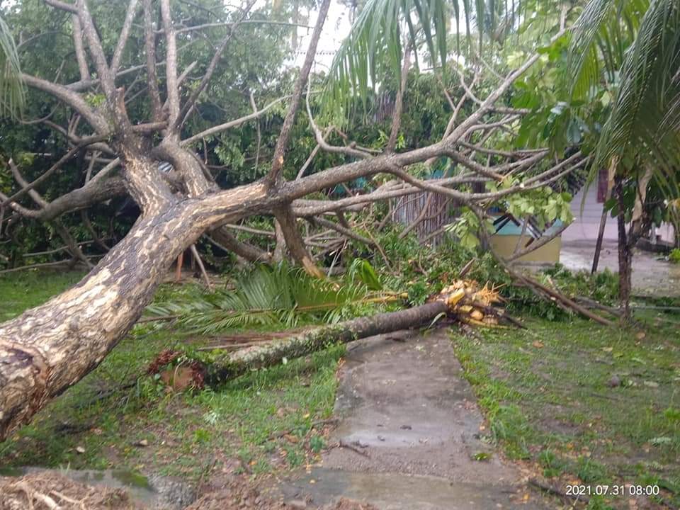 salah satu pohon tumbang  hampir menimpa rumah warga