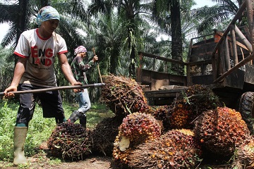 Ilustrasi pekerja panen di perkebunan sawit (foto/int)