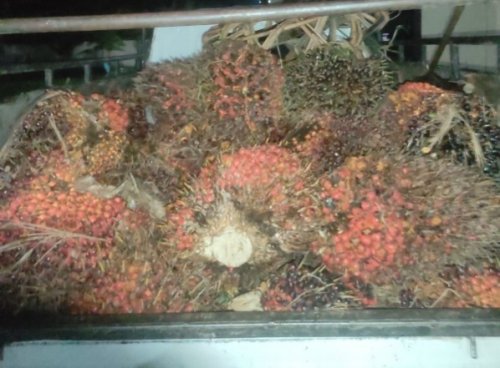 Ilustrasi Disbun Riau umumkan penurunan harga TBS mitra plasma (foto/int)