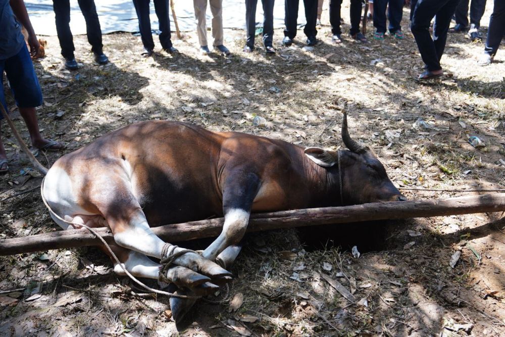 Pemko Pekanbaru siap sembelih 34 ekor sapi kurban (foto/int)