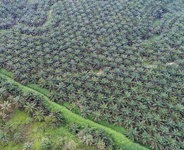 Foto aerial perkebunan sawit di Riau.
