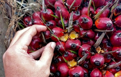 Ilustrasi harga sawit plasma Riau periode 14–20 Oktober 2026 turun (foto/int)