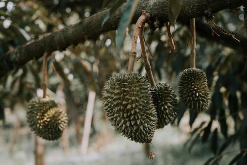 Ilustrasi durian. (Foto: HONG SON/Pexel.com)