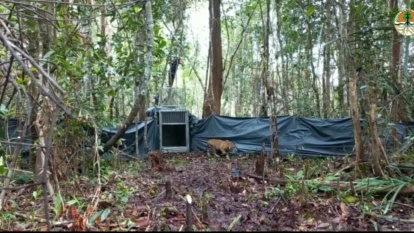 Harimau yang tertangkap di Desa Pulau Muda masih remaja (foto/Andi)