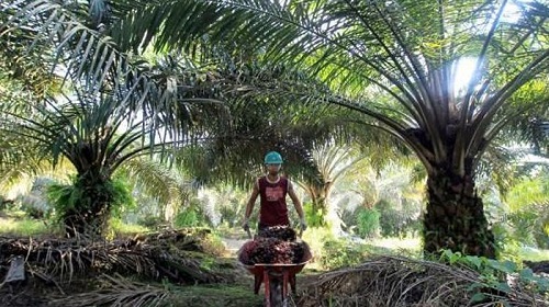 Harga sawit mitra swadaya di Riau pekan ini naik.(ilustrasi/int)