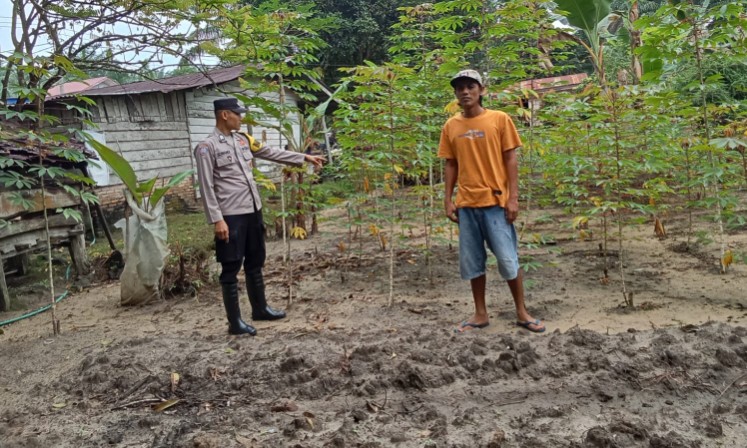 Polsek Simpang Kanan kembali melakukan pengecekan program ketahanan pangan (foto/afrizal)