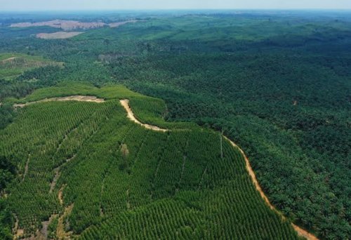 2,2 juta hektare kawasan hutan di Riau diusulkan dilepas.(ilustrasi/int)