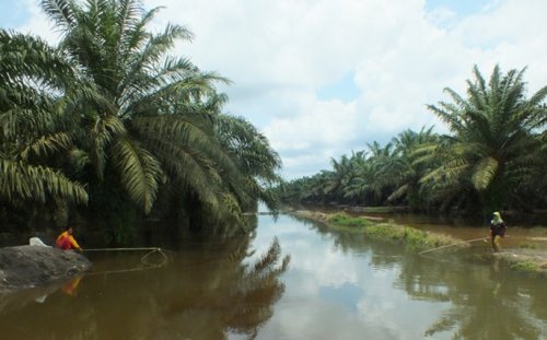 Tanam sawit di sempadan sungai.(ilustrasi/int)
