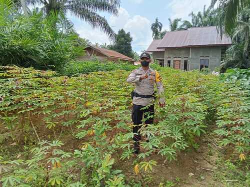 Polsek Simpang Kanan cek pekarangan singkong di Bukit Damar. (Foto: Afrizal)