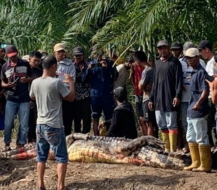 Buaya yang menerkam lansia di Rohil. 