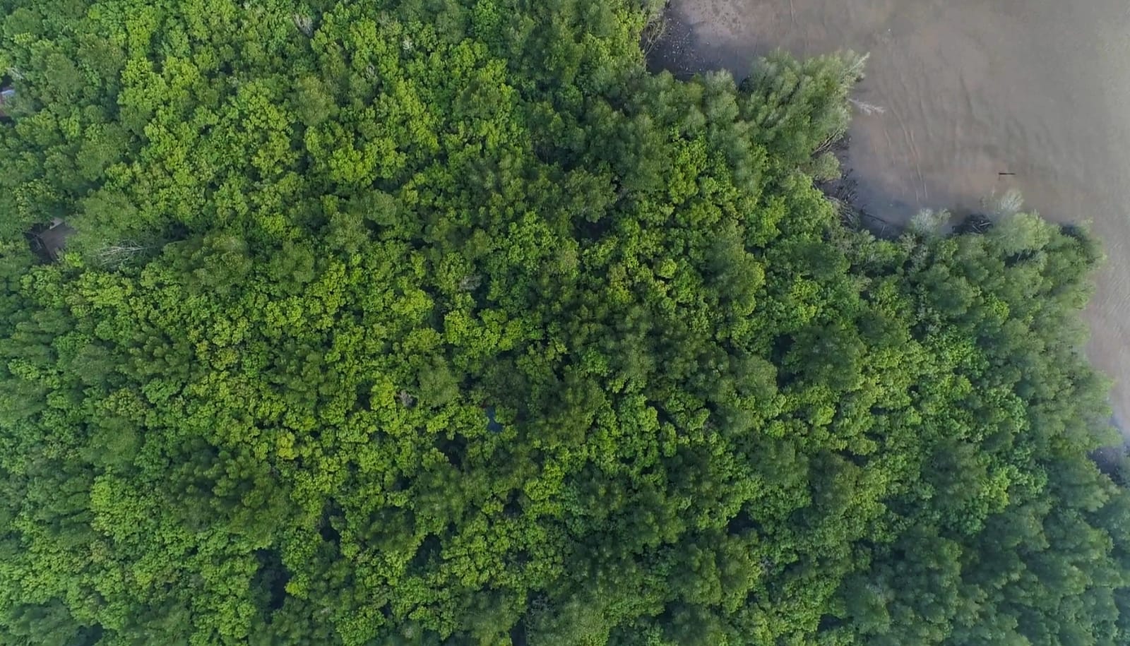 Kawasan Hutan Mangrove Edu-Ekowisata Bandar Bakau di Kota Dumai seluas 24 hektare (foto/Sc Youtube Bandarbakau)