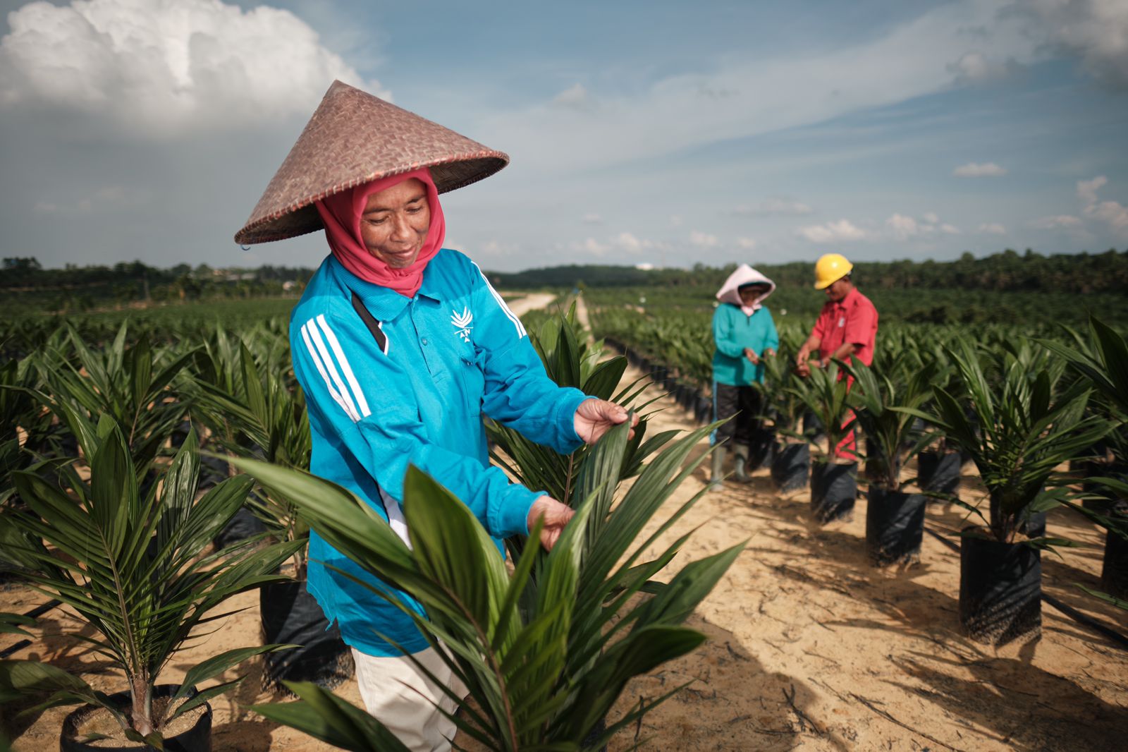 Pendampingan pelatihan untuk para petani merupakan upaya Best Management Practices untuk mencapai keberlanjutan