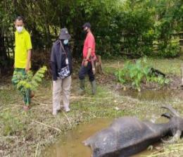 Ilustrasi kerbau ngorok di Rokan Hulu mati mendadak (foto/int)