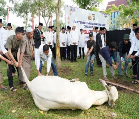 Polda Riau salurkan 52 hewan kurban (foto/int)