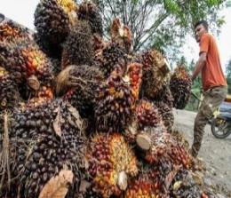 Ilustrasi harga TBS Sawit di Provinsi Riau mulai naik lagi (foto/int)