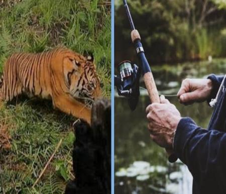 Ilustrasi pekerja di Teluk Lanus, Siak alami serangan mengerikan Harimau Sumatera (foto/int)