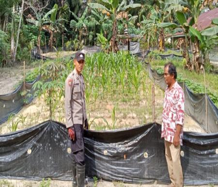 Bhabinkamtibmas Bukit Mas mengecek program ketahanan pangan perkarangan bergizi (foto/afrizal)