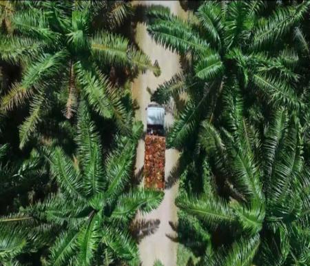 Raup Laba Rp1,19 T, Astra Agro Catat Kinerja Gemilang, Begini Strateginya