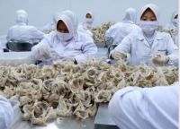 Realfood Reserve Masuk Pasar Domestik, RLCO Tawarkan Sarang Burung Walet Premium