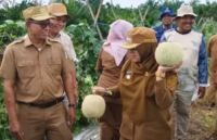 Bupati Siak, Afni panen buah melon hasil tanam petani Dayun.(foto: rri.co.id)