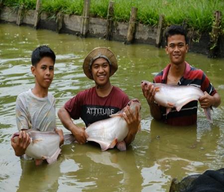Memanen Masa Depan dari Kampung Patin Menuju Swasembada Pangan Biru