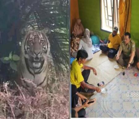 Harimau terkam warga di Sungai Apit, Siak (foto/int)