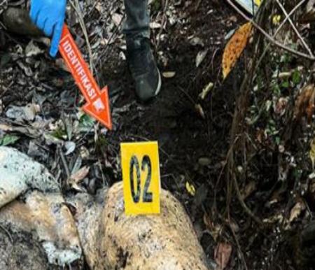 Gajah Sumatera Mati di Pelalawan, Polisi Periksa 33 Saksi dan Telusuri Jalur Pemburu