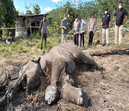 Anak Gajah Tewas Terjerat di TNTN, Polda Riau Tetapkan Pemilik Lahan Jadi Tersangka