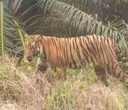 Kamera Trap Dipasang Usai Harimau Sumatera Muncul Dekat Sekolah di Pelalawan