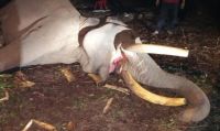 Gajah Legendaris Tesso Nilo, Indro.(foto: detik.com)