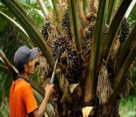 Harga kelapa sawit mitra swadaya.(ilustrasi/int)