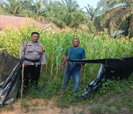 Personil Polsek Simpang Kanan melakukan pemantauan tanaman jagung di Kota Parit. (Foto: Afrizal)