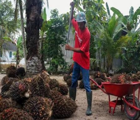 Harga TBS Kelapa Sawit Mitra Swadaya di Riau Tembus Rp3.456 per Kg