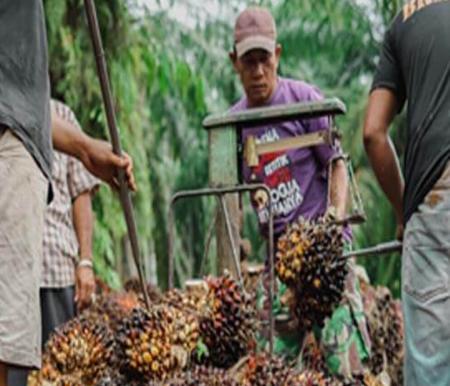 Harga TBS Kelapa Sawit Mitra Plasma Capai Rp3.686/Kg