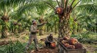 Harga TBS sawit mitra swadaya di Riau naik pekan ini.(ilustrasi/AI/halloriau.com)