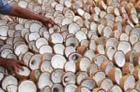 Ilustrasi petani kelapa di Inhil menjerit karena harga terjun bebas (foto/int)