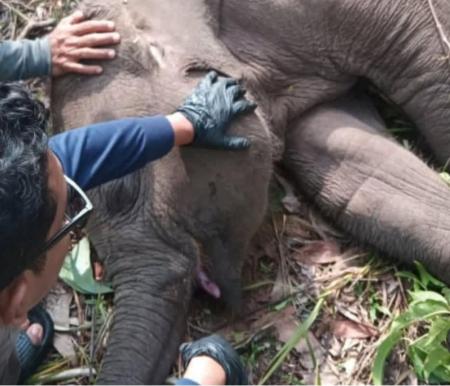 Misteri Kematian Mendadak Gajah Tari di TNTN, Polisi Turunkan Tim Khusus