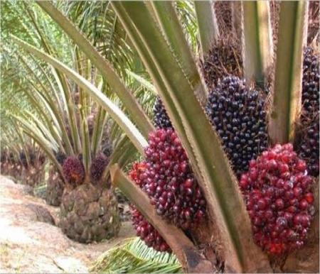 Harga TBS Kelapa Sawit Plasma di Riau Tembus Rp3.631 per Kg, Berikut ini Rinciannya