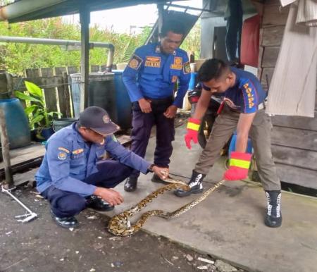 Petugas Damkar Kepulauan Meranti saat melakukan evakuasi terhadap seekor ular