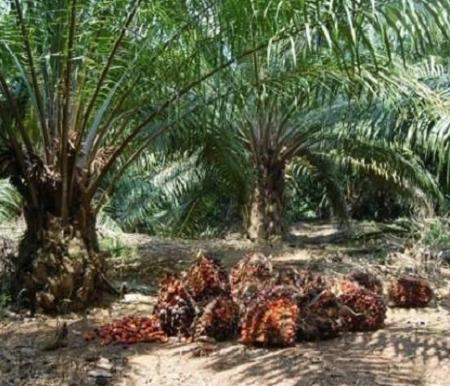 Dugaan Perambahan Hutan 885 Hektare di Rohul Masuk Penyelidikan Polda Riau