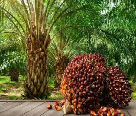 Harga TBS Kelapa Sawit Riau Sentuh Rp3.496/Kg, Kenaikan Tertinggi Umur 9 Tahun
