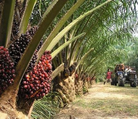 DBH Sawit Hanya Rp7,5 Miliar, Bupati Siak Protes Ketimpangan Daerah Penghasil